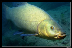 The golden eye :-) by Daniel Strub 